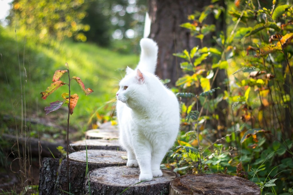 A white cat walks on a series of logs outside