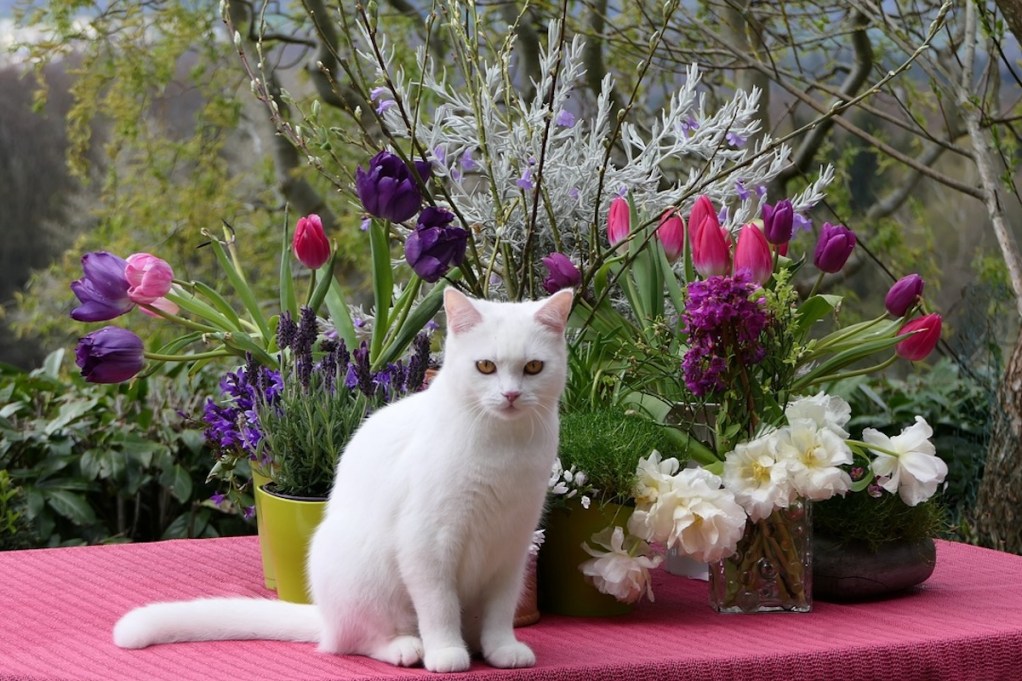 A white cat sits in front of flowers