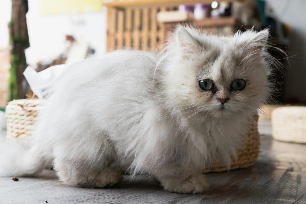 A white persian cat sits on the counter