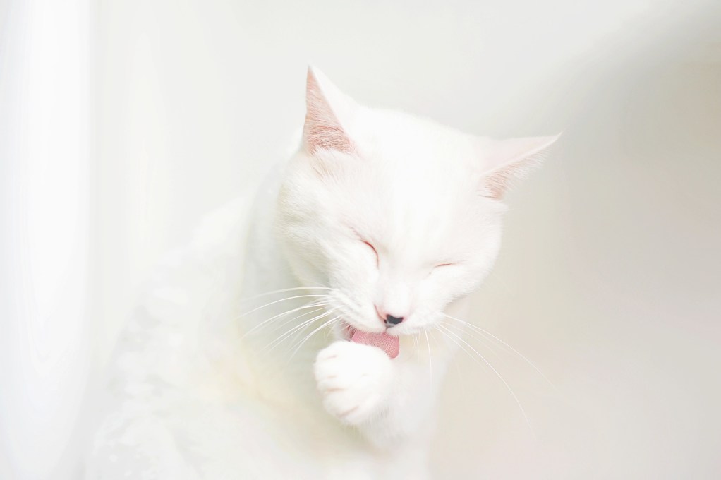 A white cat against a white background