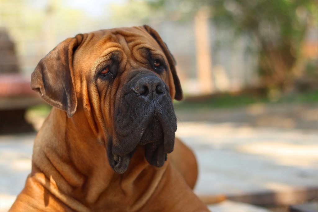 A Boerboel dog sitting