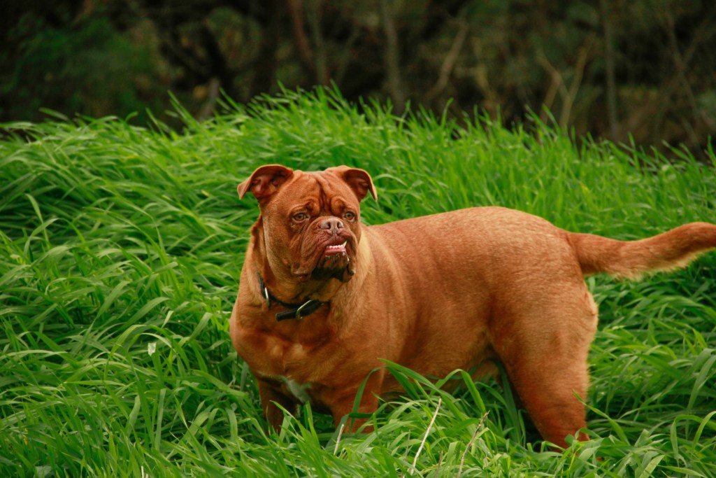 A Dogue de Bordeaux standing in tall grass