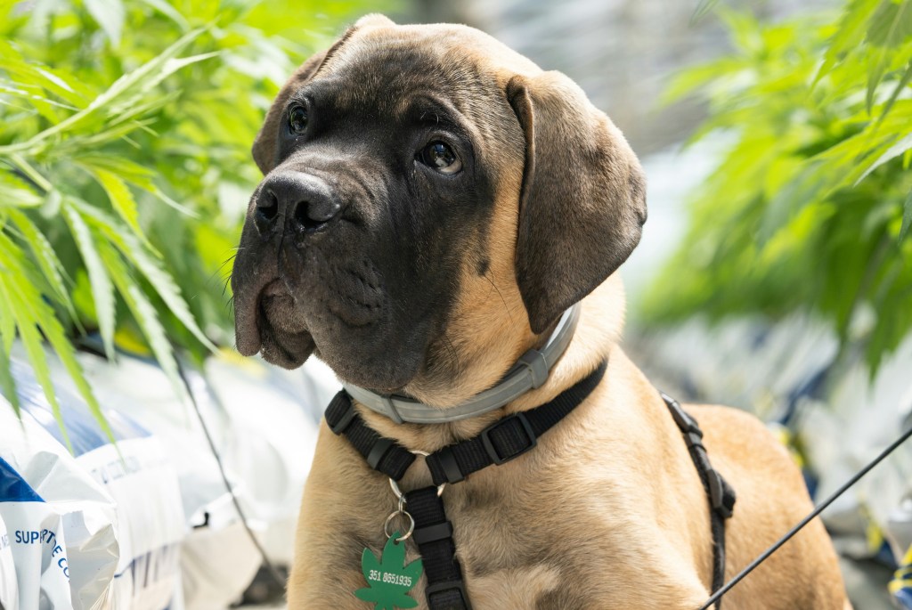 A mastiff puppy wearing a harness