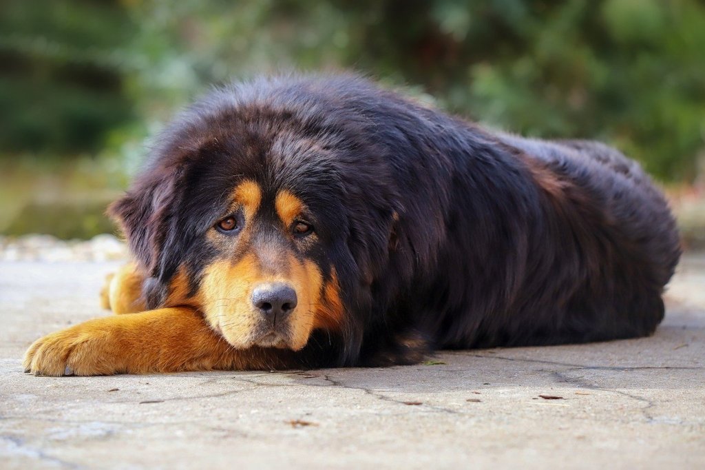 A Tibetan mastiff lies on the ground