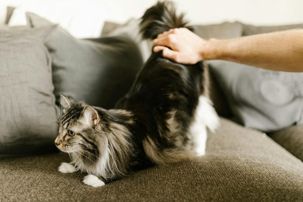 A Main Coon stretching on a couch