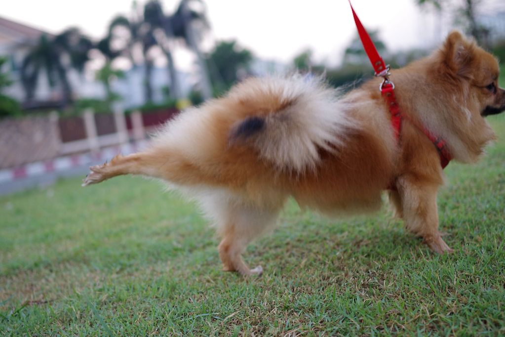Small dog kicking and scratching the ground after doing business