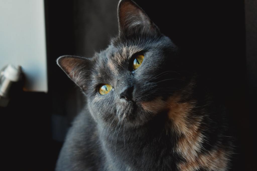 A closeup of a peach and gray calico cat with amber eyes.