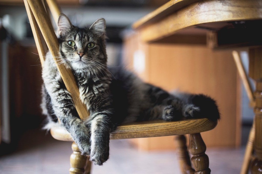 Cat sits in a chair in the kitchen