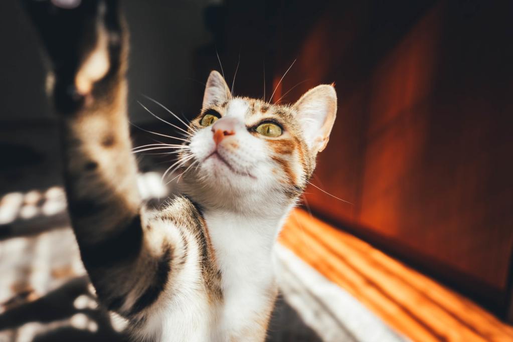 A tabby cat reaching one paw up toward the camera.