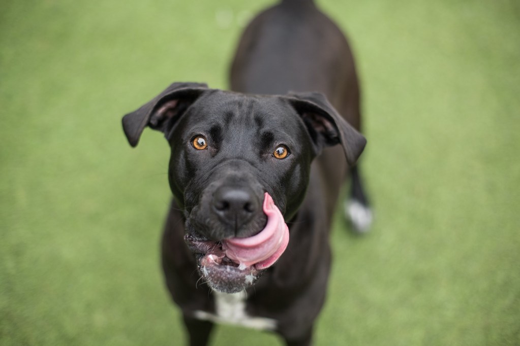 A black lab and pit bull mix dog licks their lips and looks up at the camera