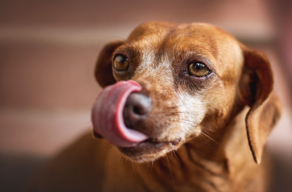 A brown dog licks his chops