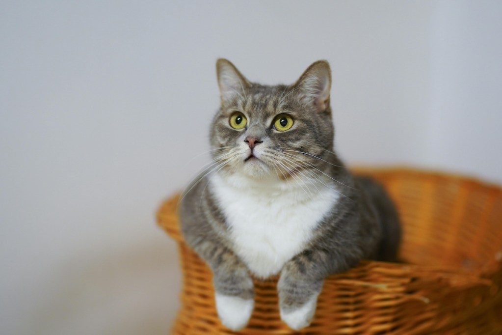A cat peeks out of a woven basket