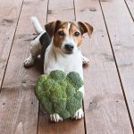 JRT with broccoli outside