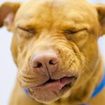 yellow dog sneezing