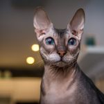 A hairless cat sits in their house