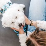Pet insurance trends, key developments, and updates you need to know