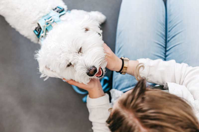 Pet insurance trends, key developments, and updates you need to know