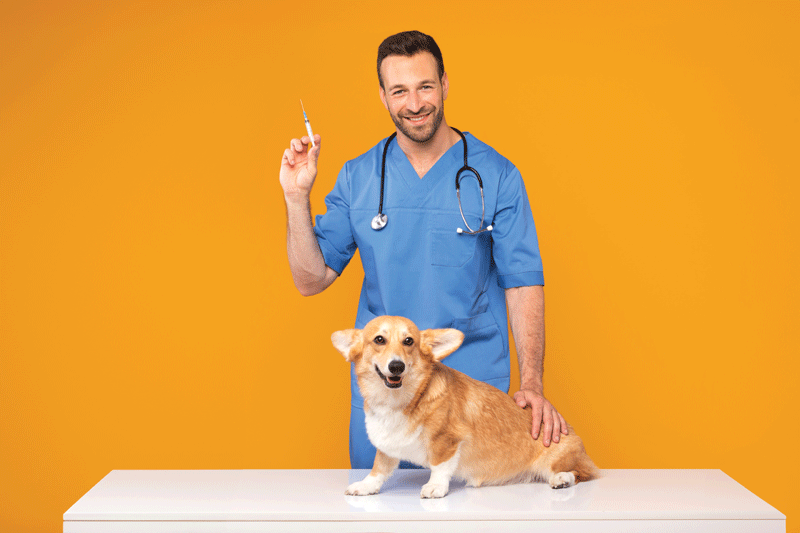 A veterinarian holding a vaccine, with a dog in front of him sitting on a table.