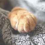 an orange cat with a fuzzy paw