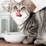 Cat licking lips over food bowl